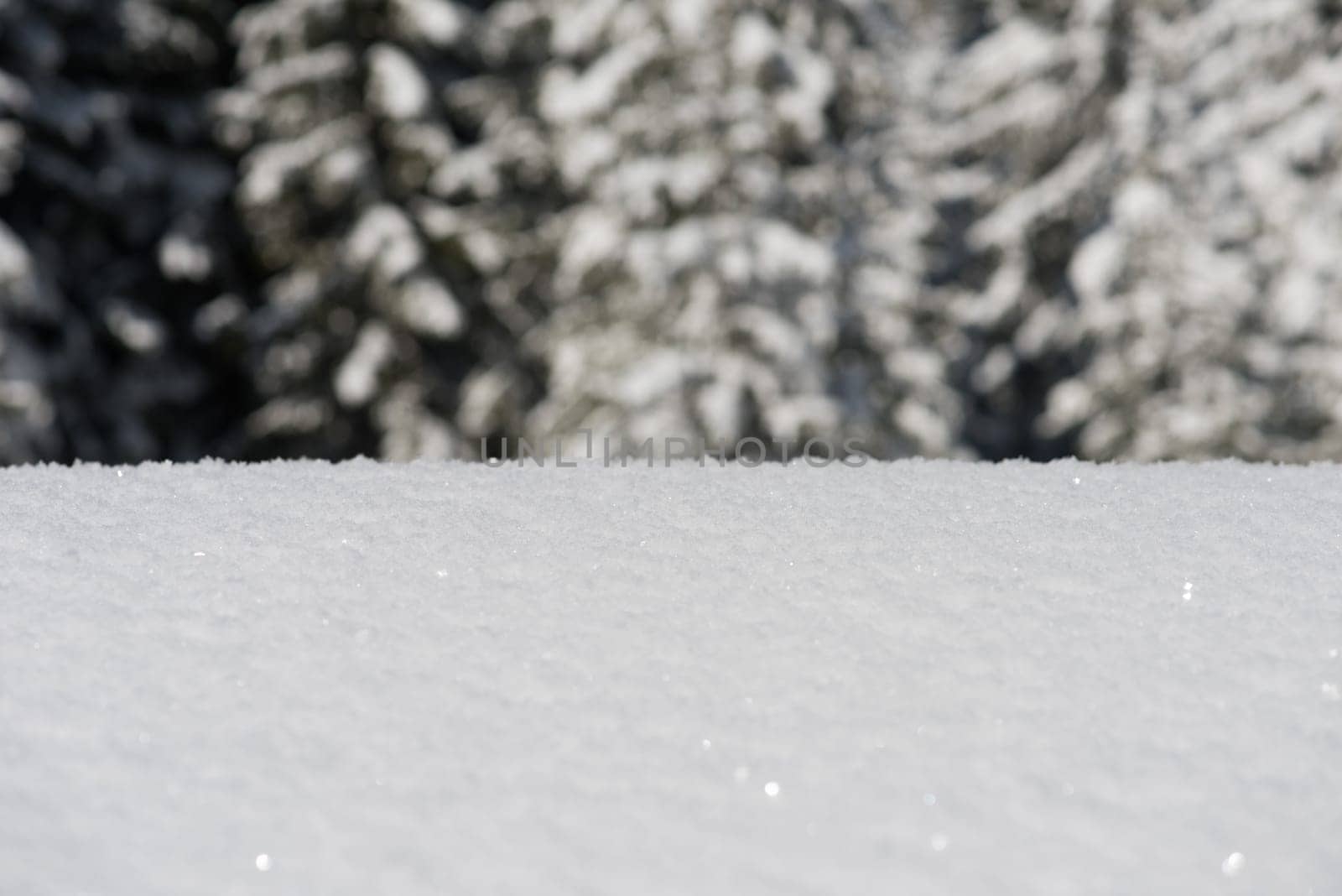 fresh snow close up background in winter forest landscape nature in sunny morning