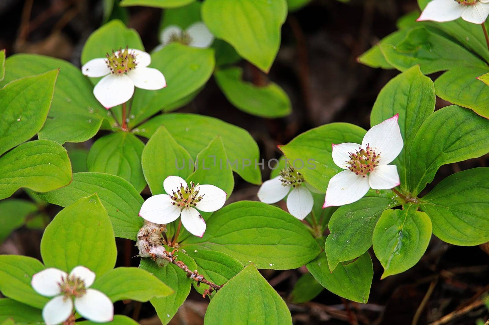 Closeup of Bunchberry Dogwood in full bloom.