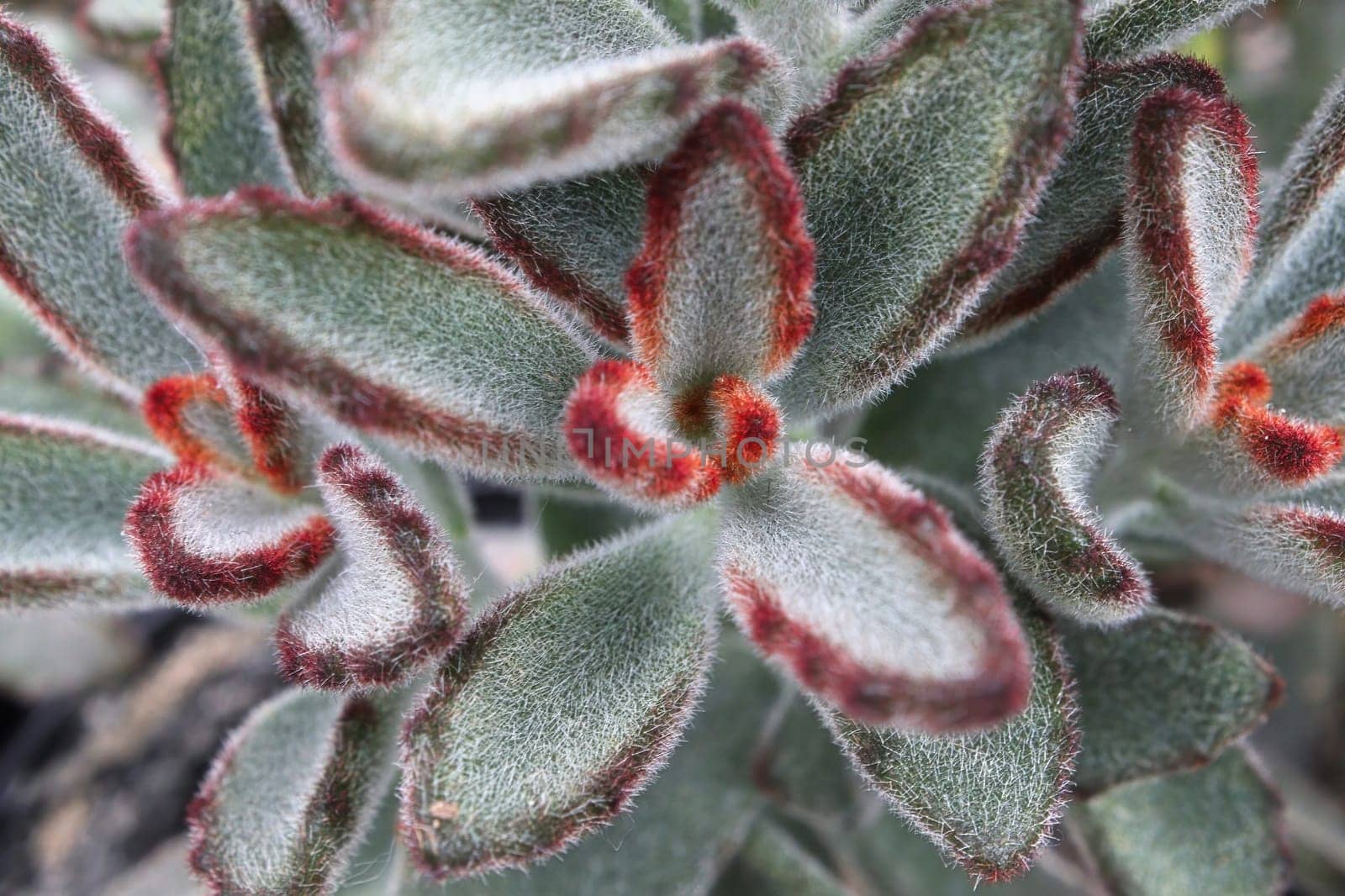 Macro of the fuzzy leaves on a Panda Plant succulent.