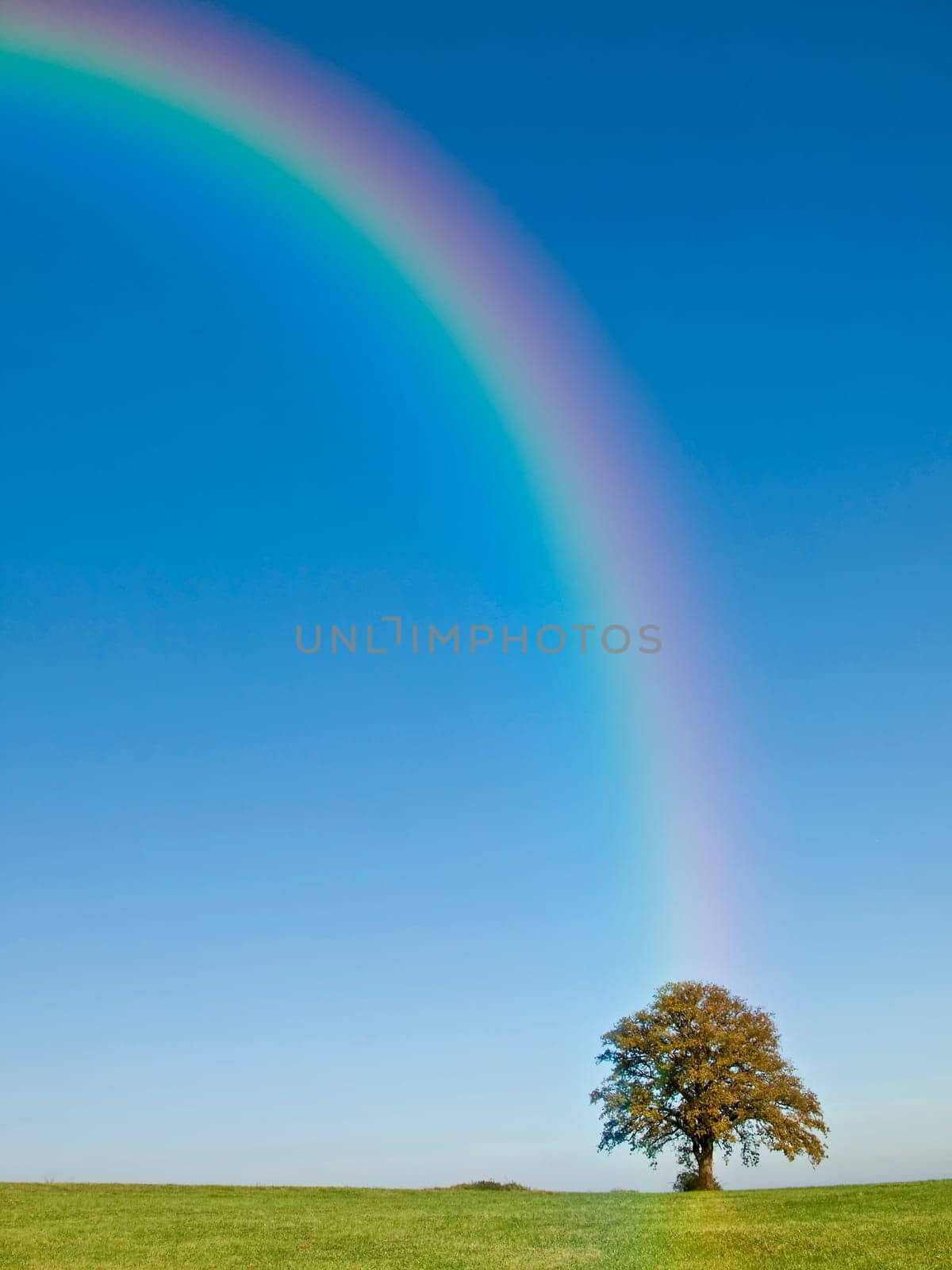 tree on a green meadow a rainbow