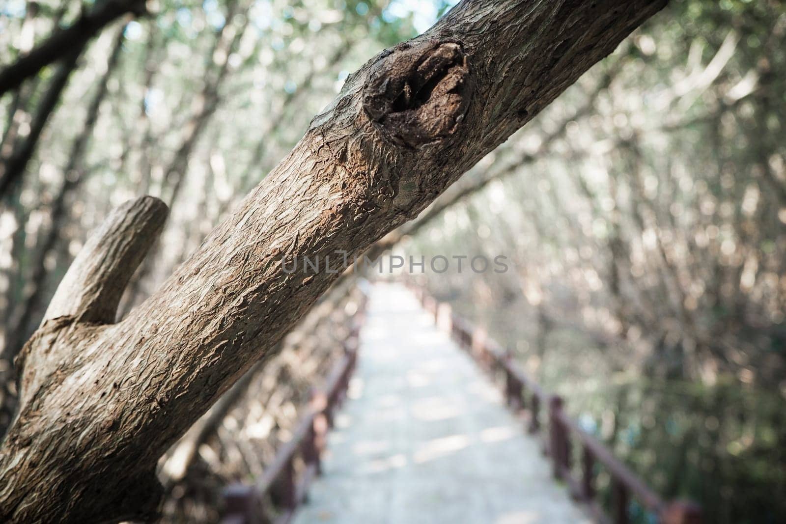 Wood floor with Bridge in the forest in mangrove forest
