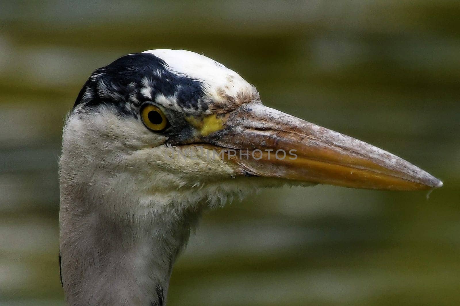 Gray heron