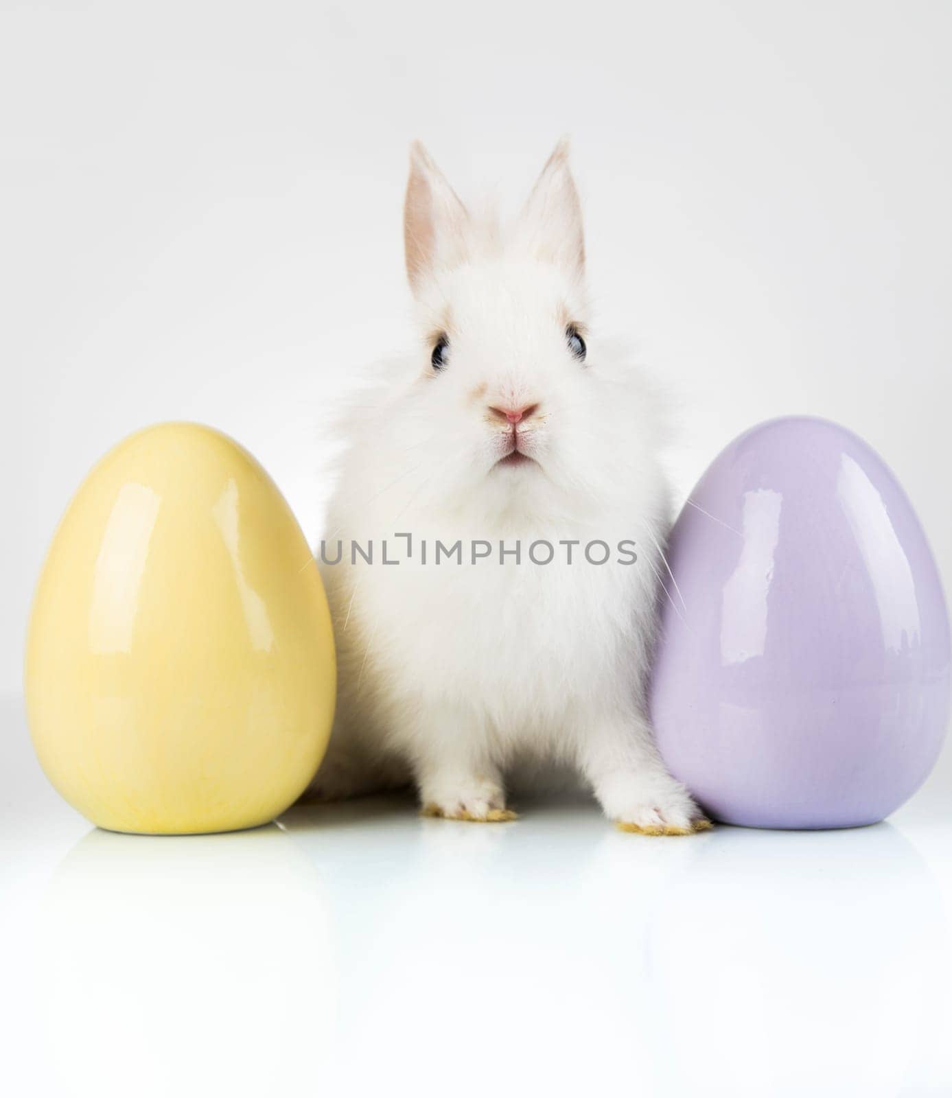 Rabbit, Bunny and easter eggs