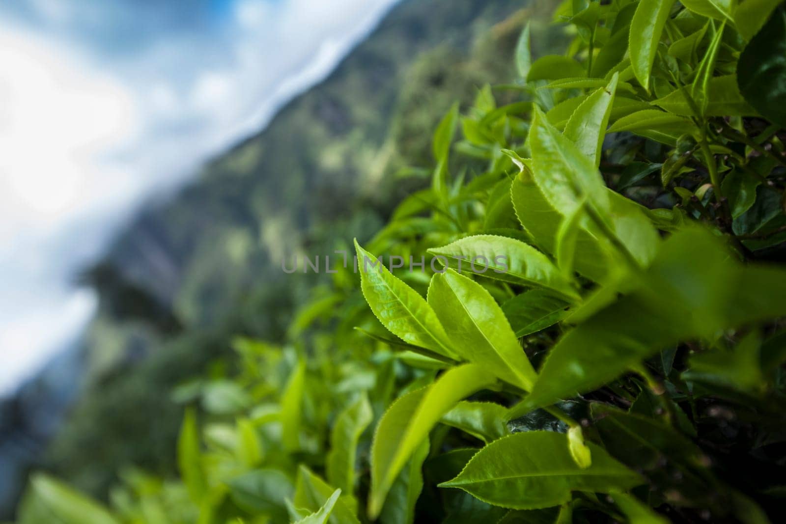 Sri lanka, Asia, Beautiful fresh green tea plantation