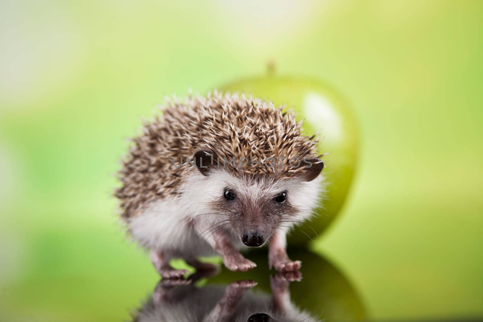 Hedgehog with apple, Autumnal animal