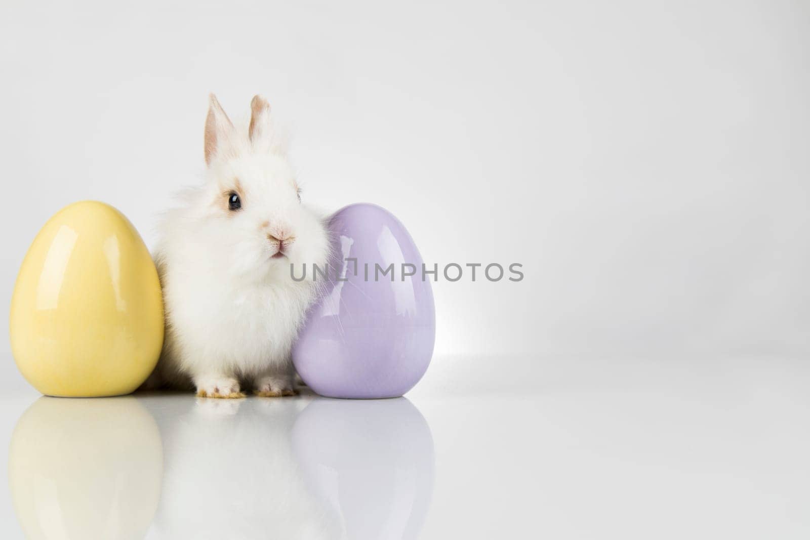 Rabbit, Bunny and easter eggs