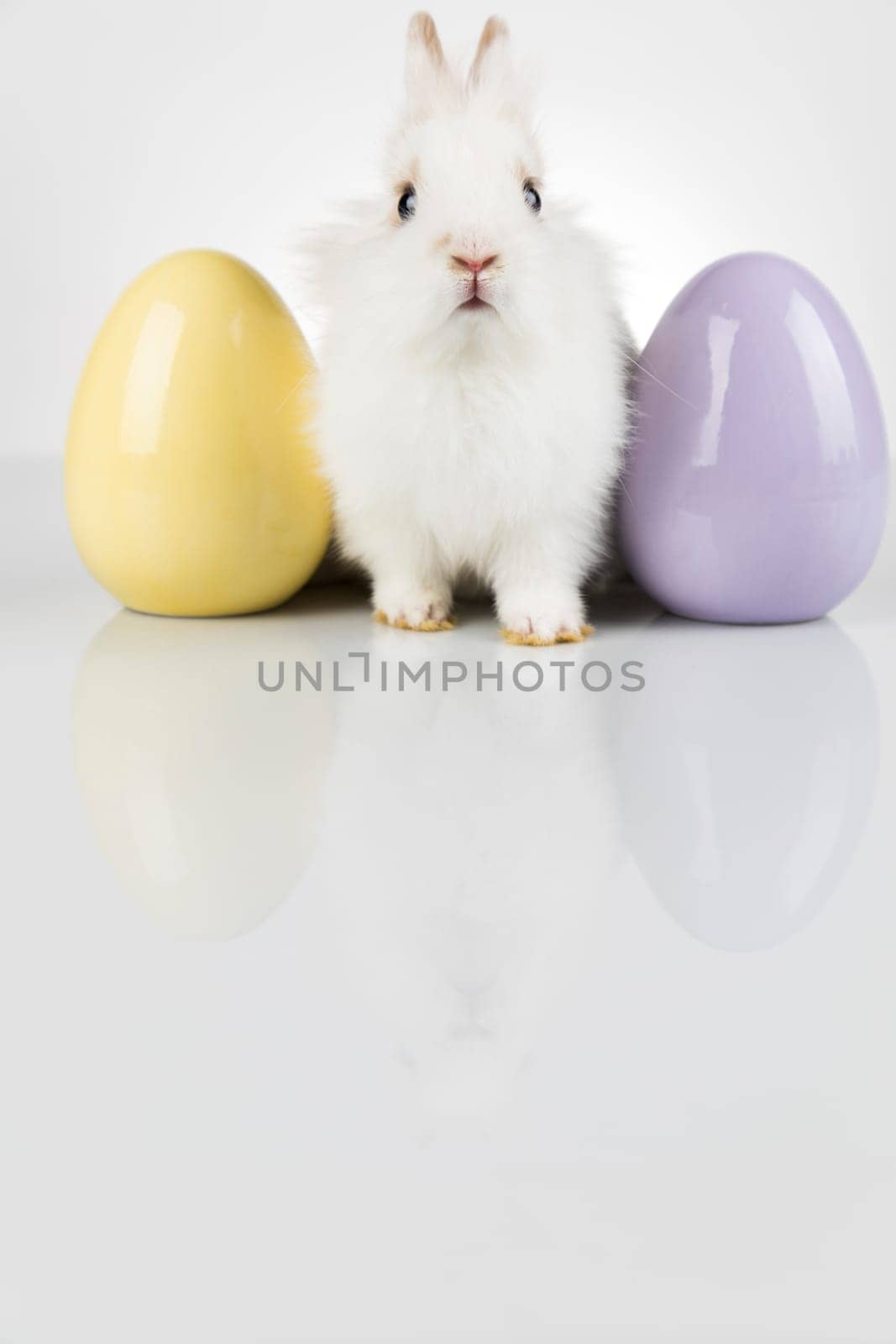 Rabbit, Bunny and easter eggs
