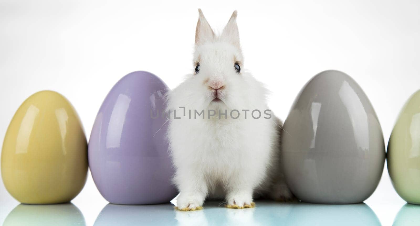 Rabbit, Bunny and easter eggs