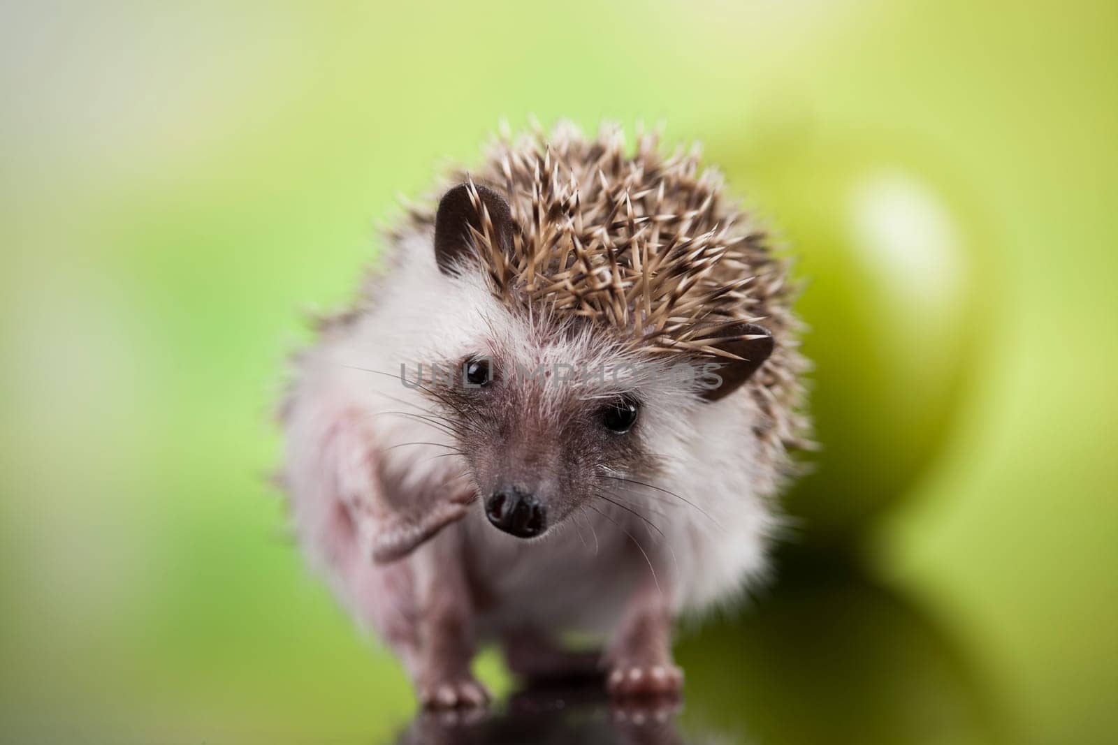 Hedgehog with apple, Autumnal animal