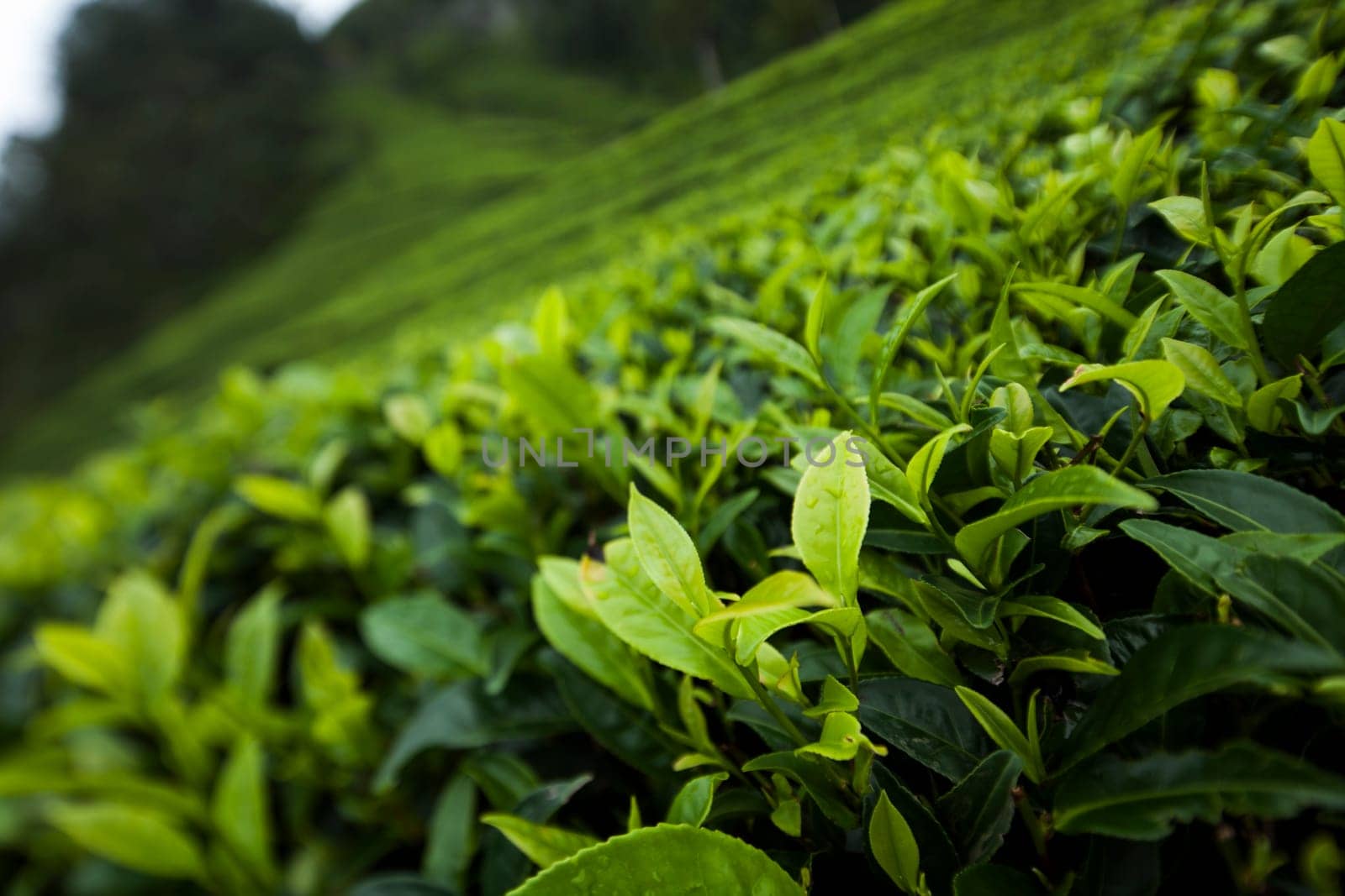 Field tea asia, sri lanka