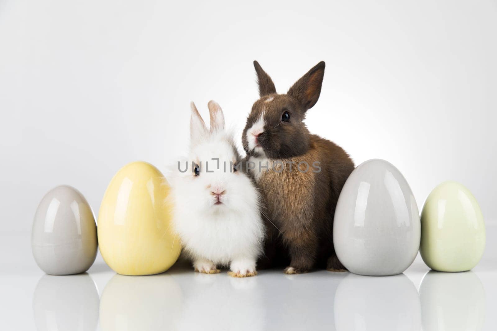 Eggs,Animal Baby bunny, happy easter background
