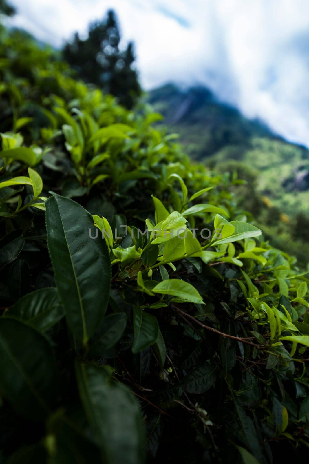 Sri lanka, Asia, Beautiful fresh green tea plantation