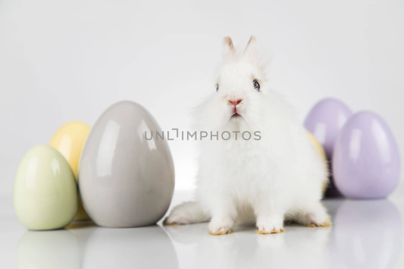Rabbit, Bunny and easter eggs