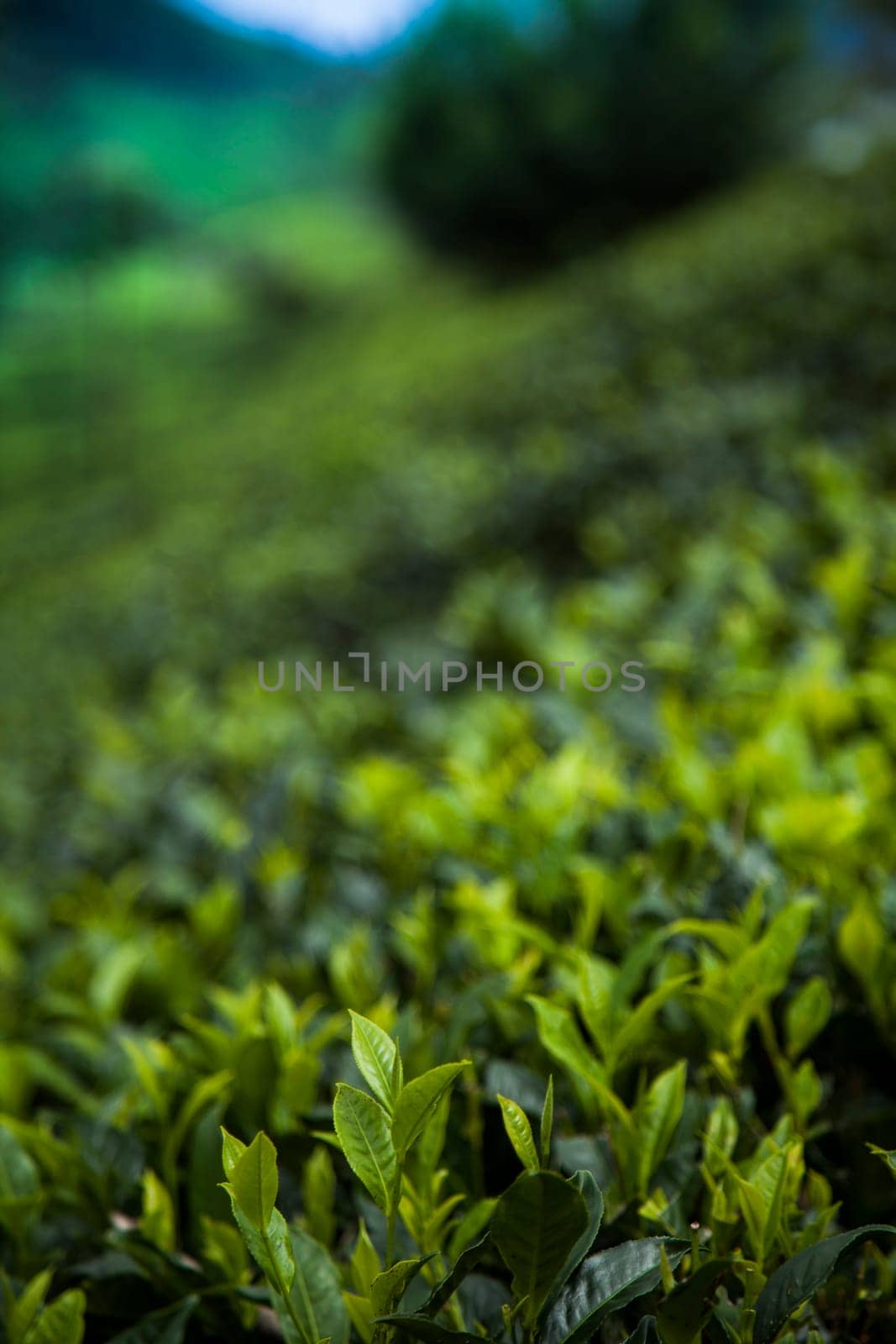 Fresh green tea plantation at Sri lanka