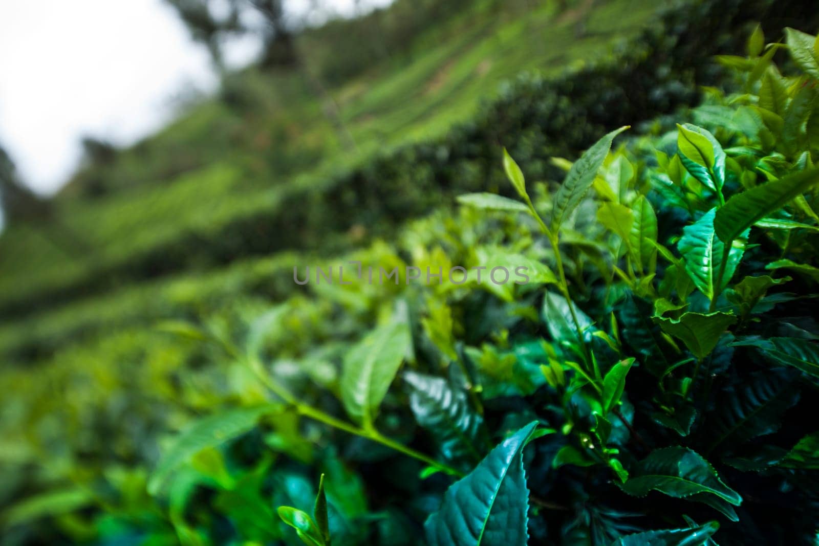Close up of fresh tea leaves