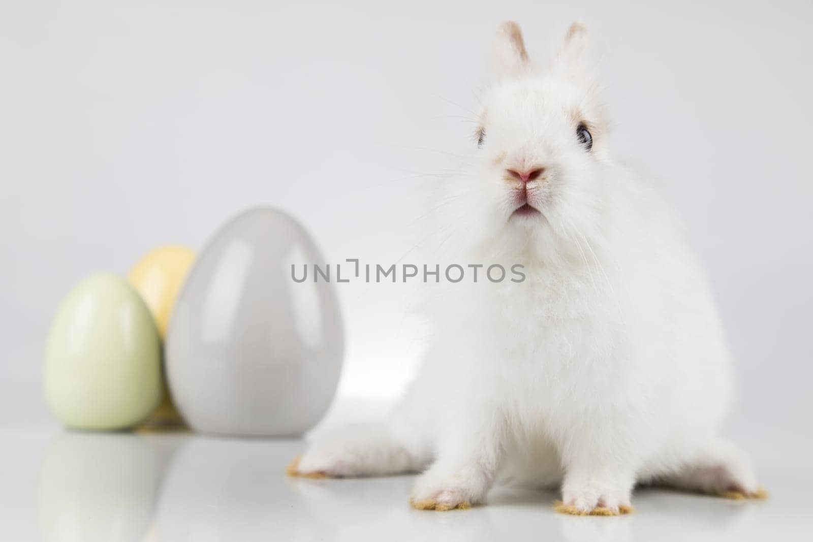 Rabbit, Bunny and easter eggs