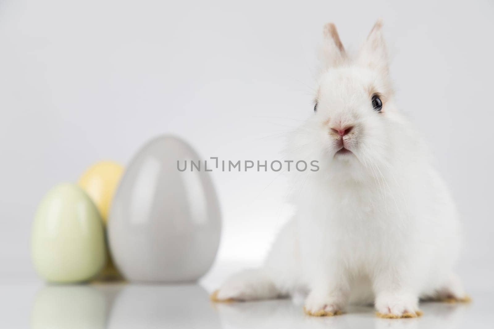 Rabbit, Bunny and easter eggs