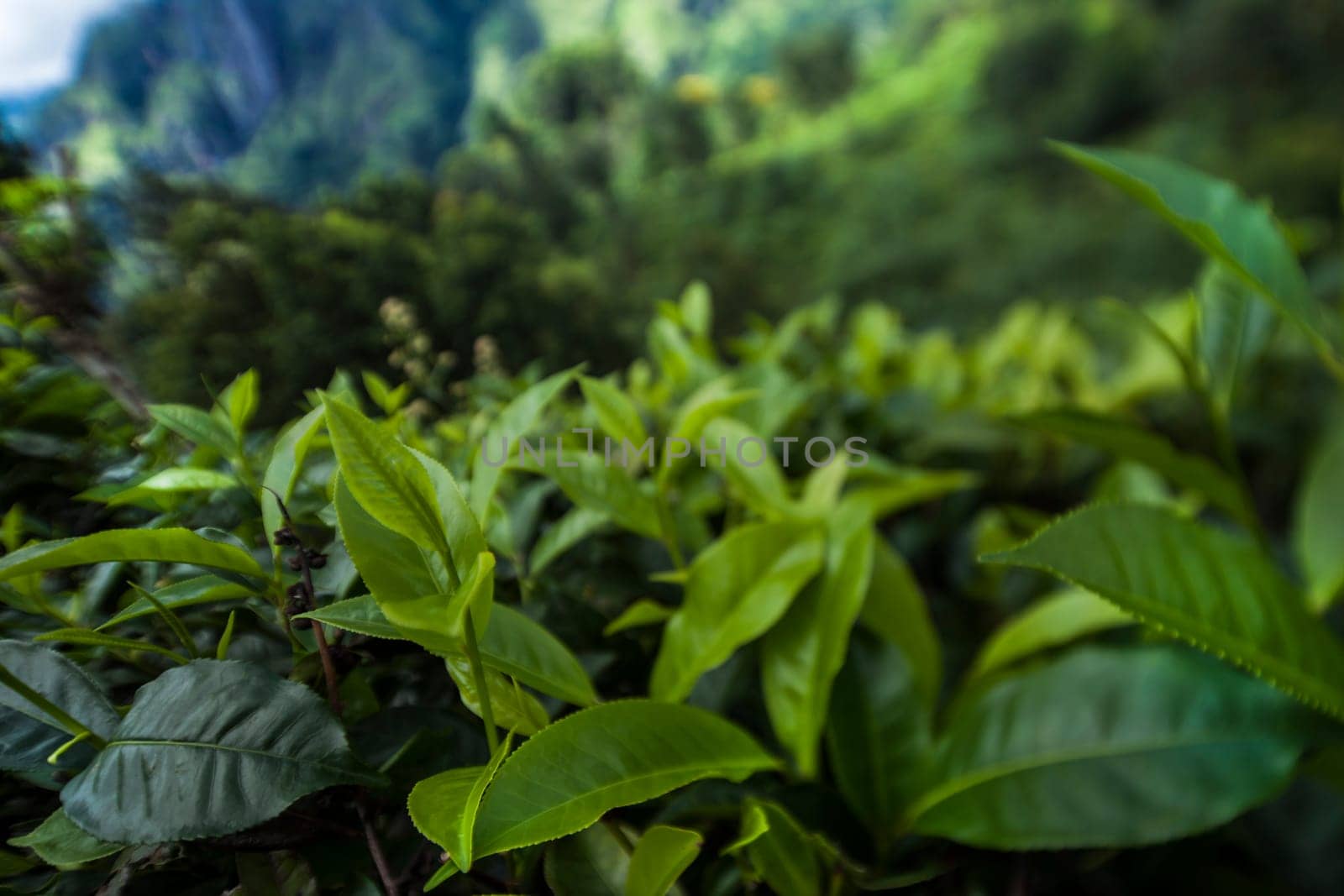 Sri lanka, Asia, Beautiful fresh green tea plantation
