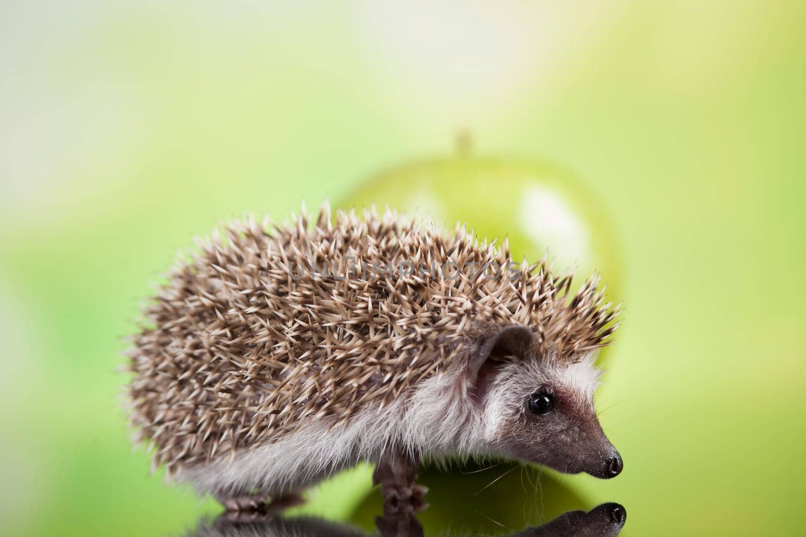 Hedgehog with apple, Autumnal animal