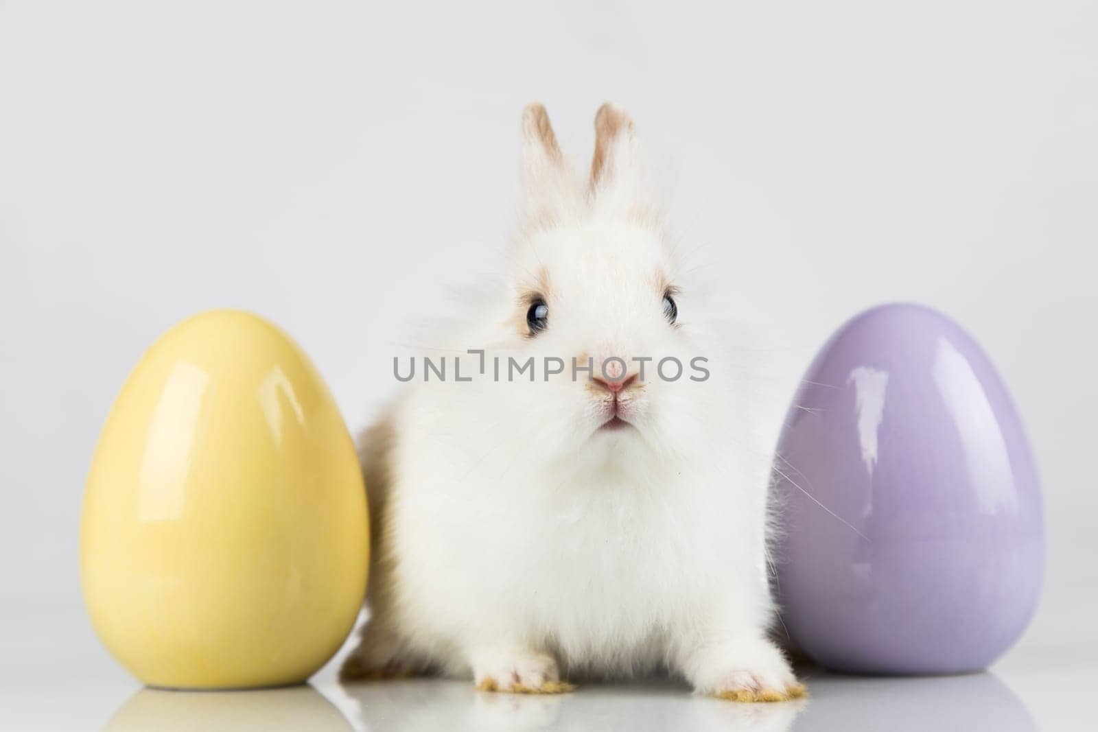 Rabbit, Bunny and easter eggs
