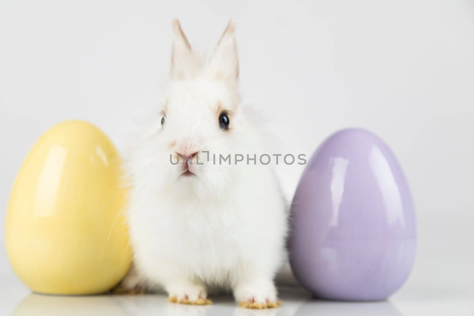 Rabbit, Bunny and easter eggs
