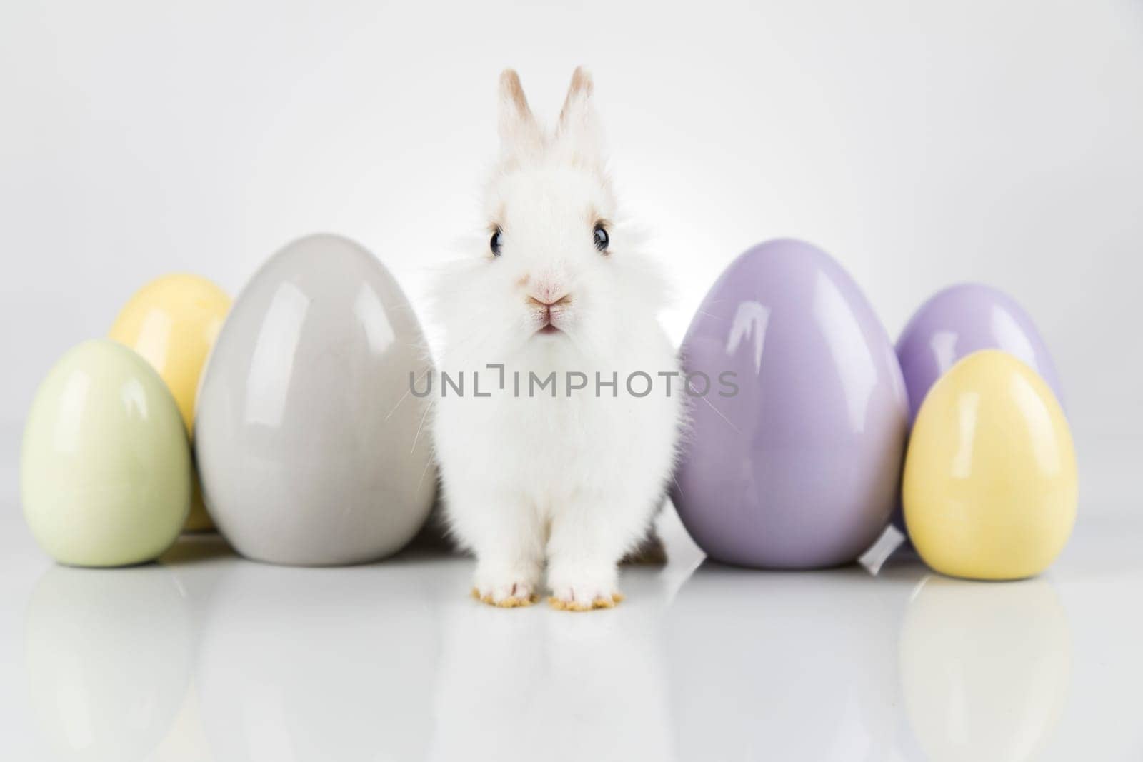 Rabbit, Bunny and easter eggs