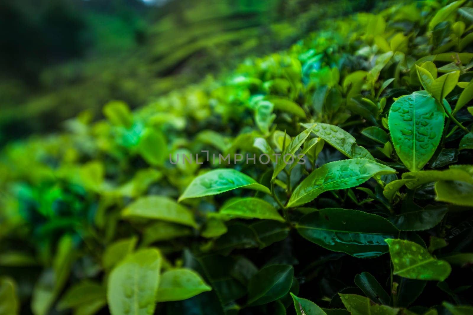 Field of green tea plantation