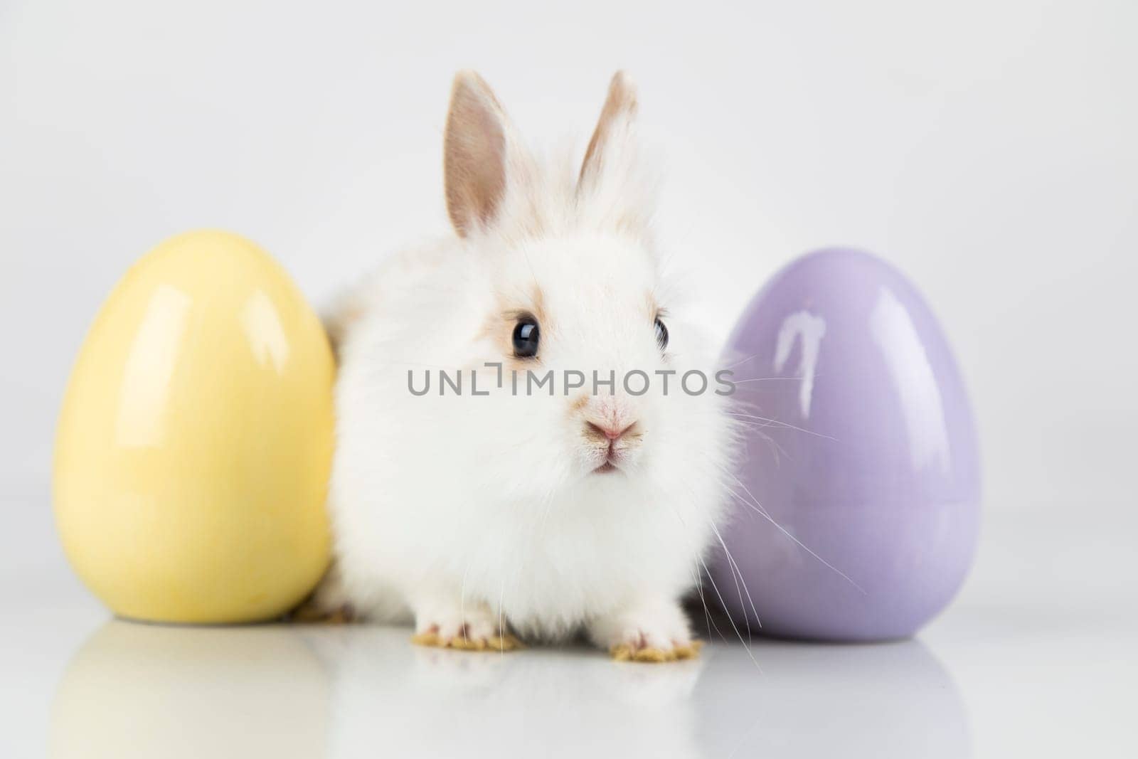 Rabbit, Bunny and easter eggs