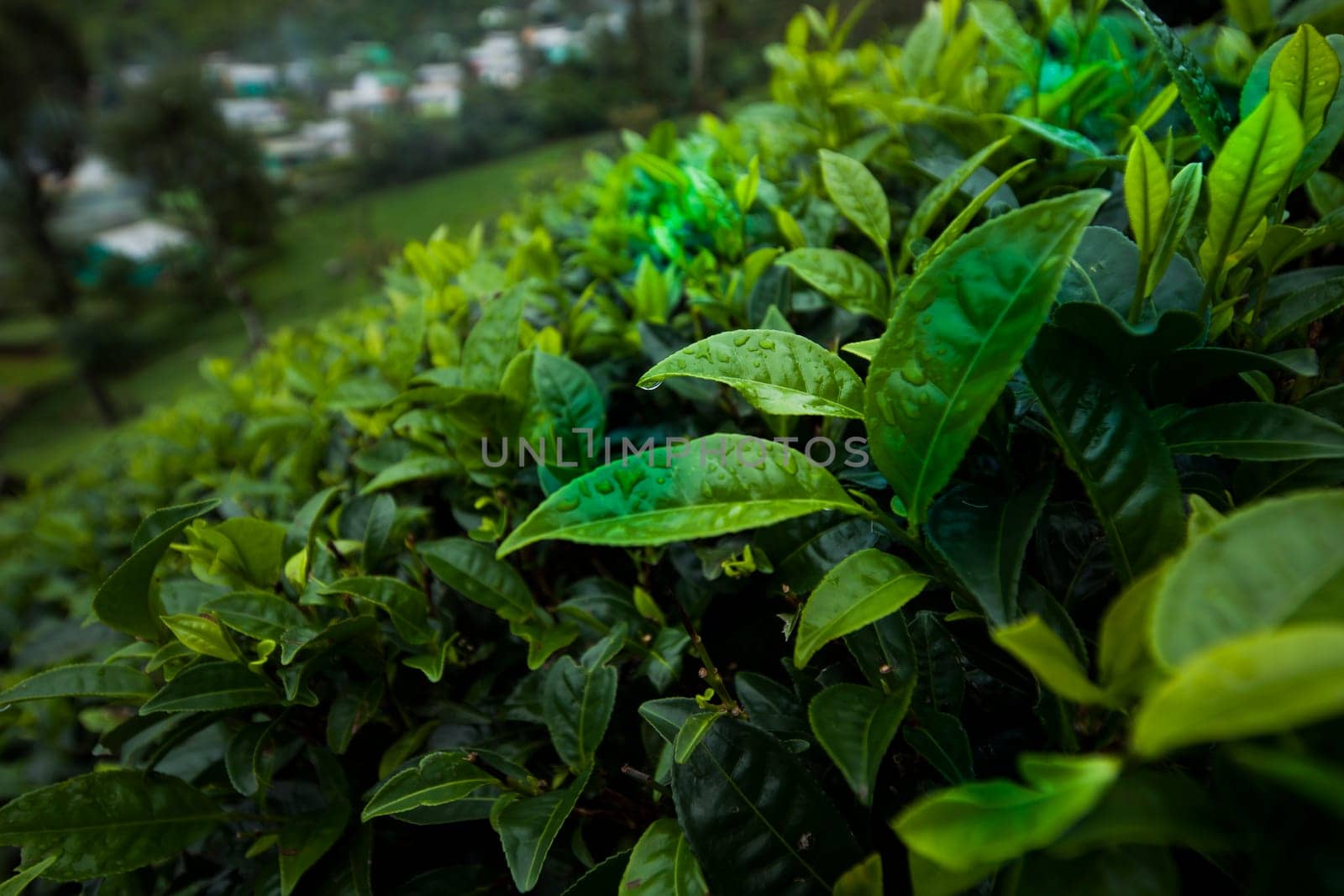 Close up of fresh tea leaves