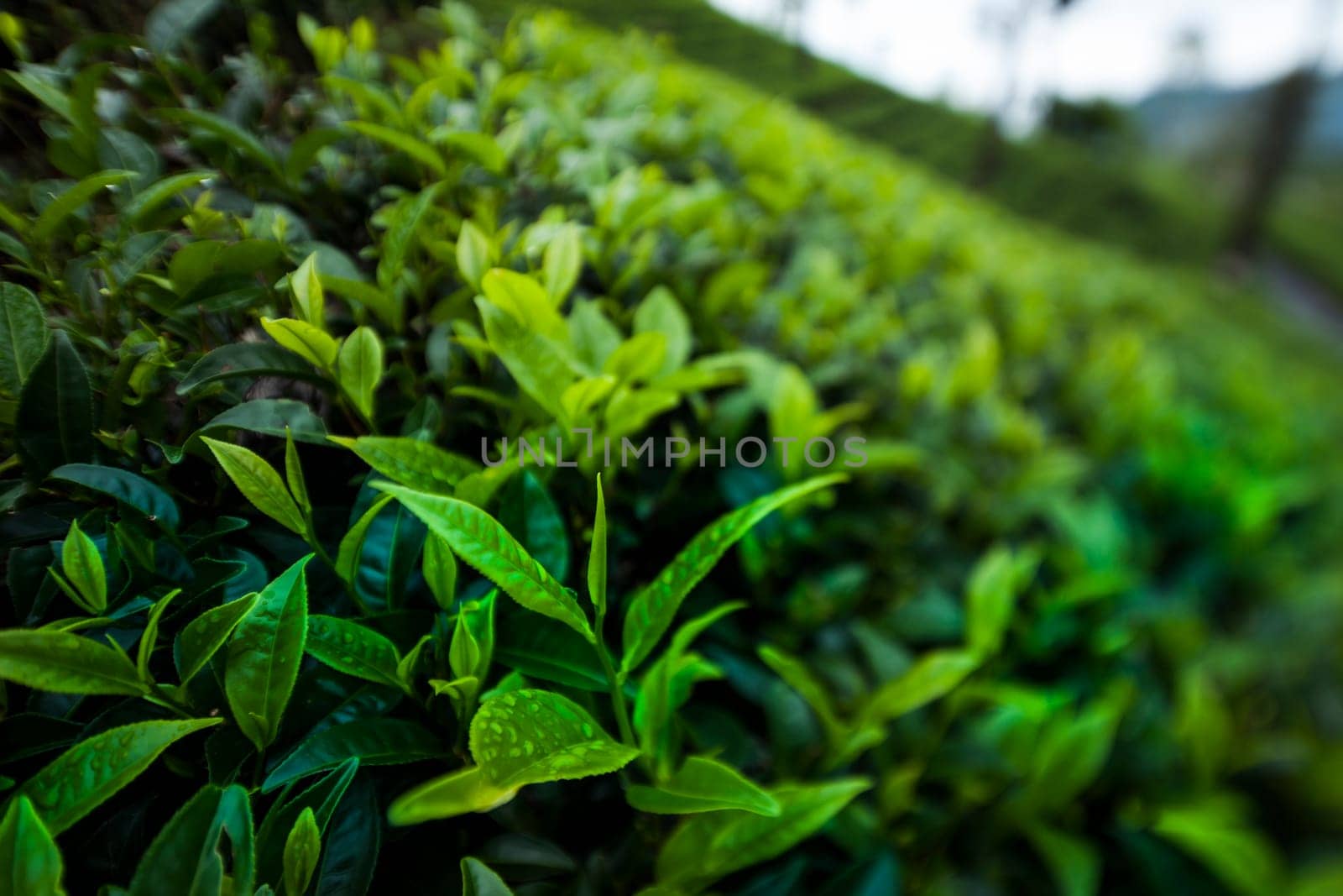 Field of green tea plantation