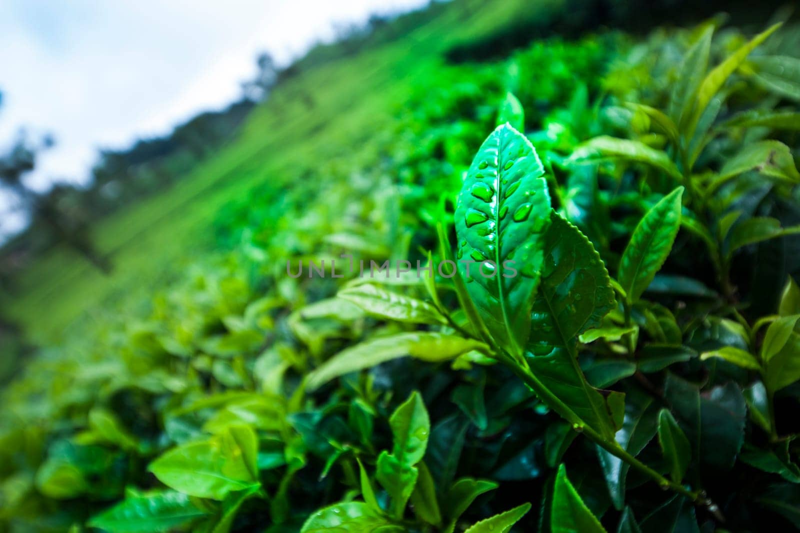 Asia, Sri lanka. Beautiful fresh green tea plantation