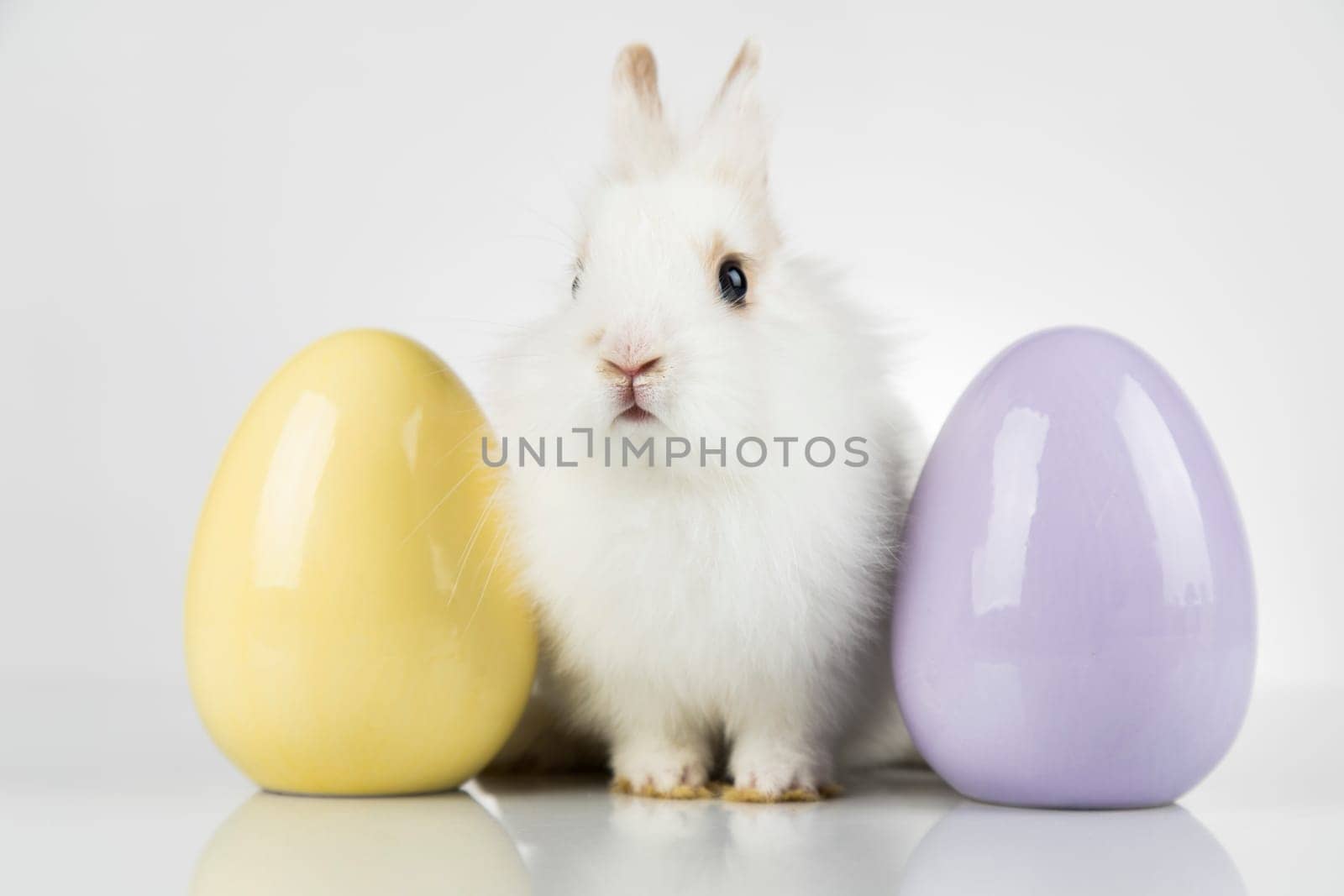 Rabbit, Bunny and easter eggs