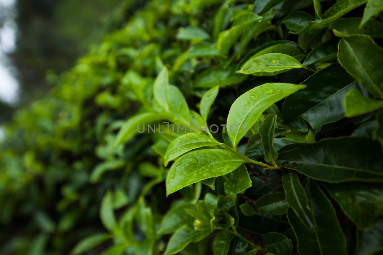 Field of green tea plantation