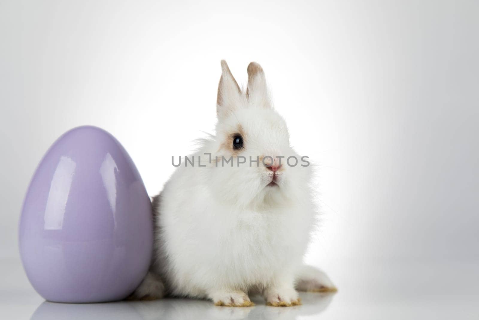 Rabbit, Bunny and easter eggs