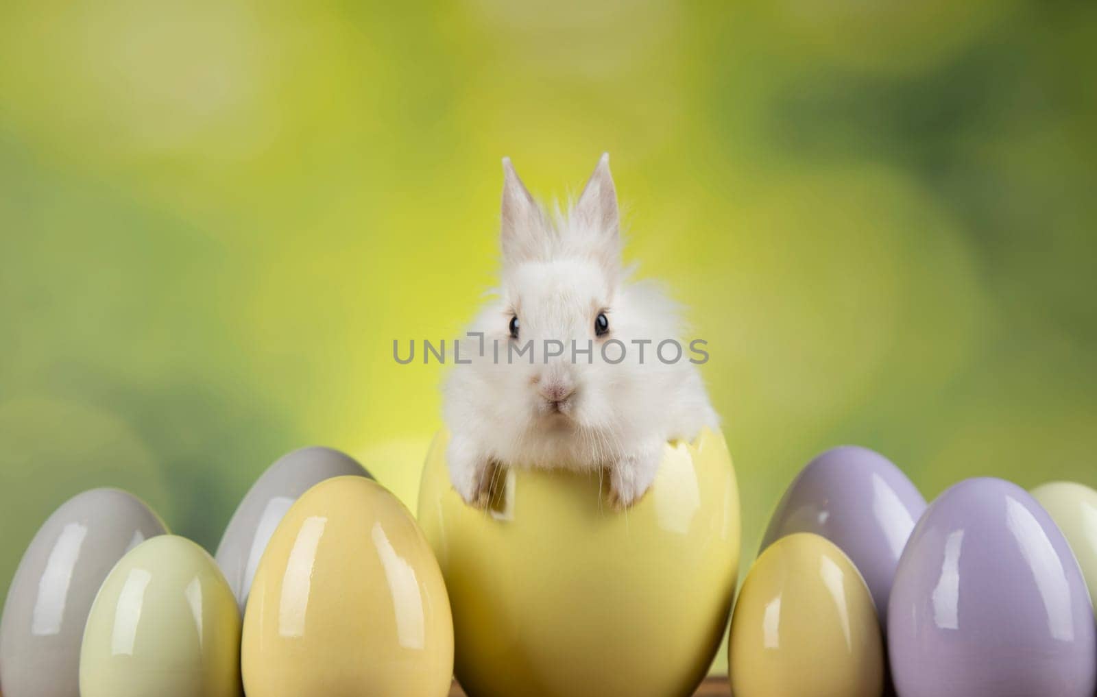 Baby bunny and egg, easter background