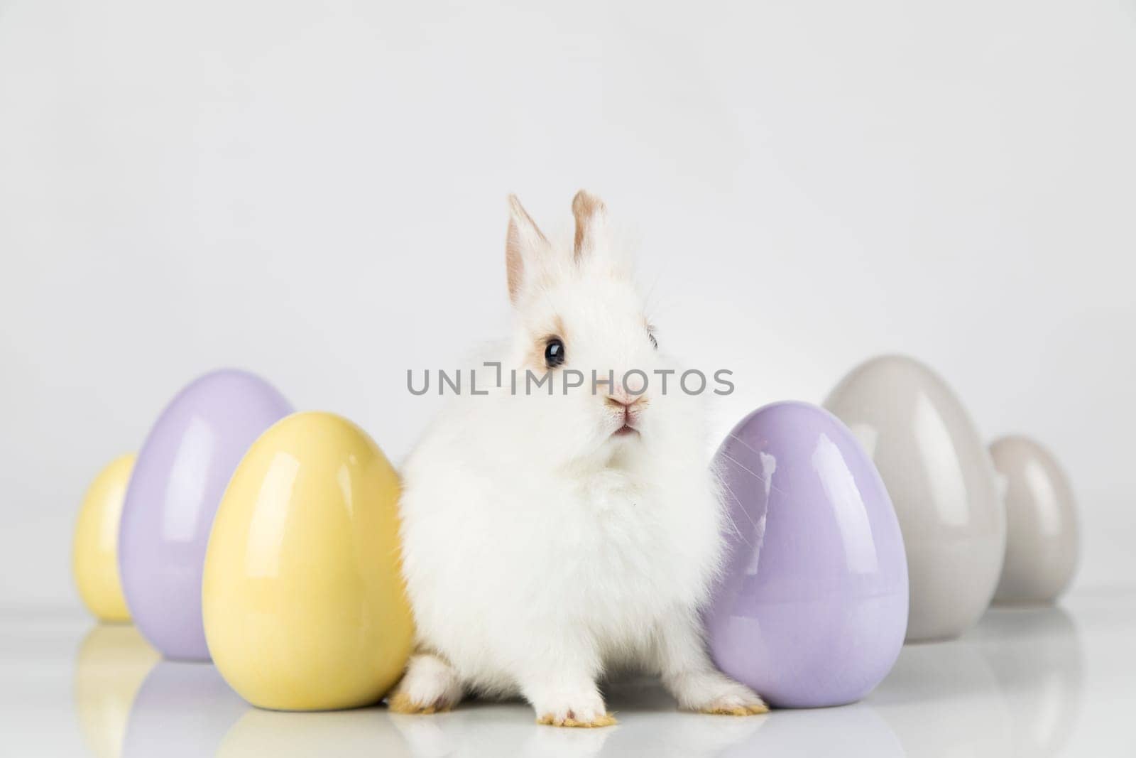 Rabbit, Bunny and easter eggs