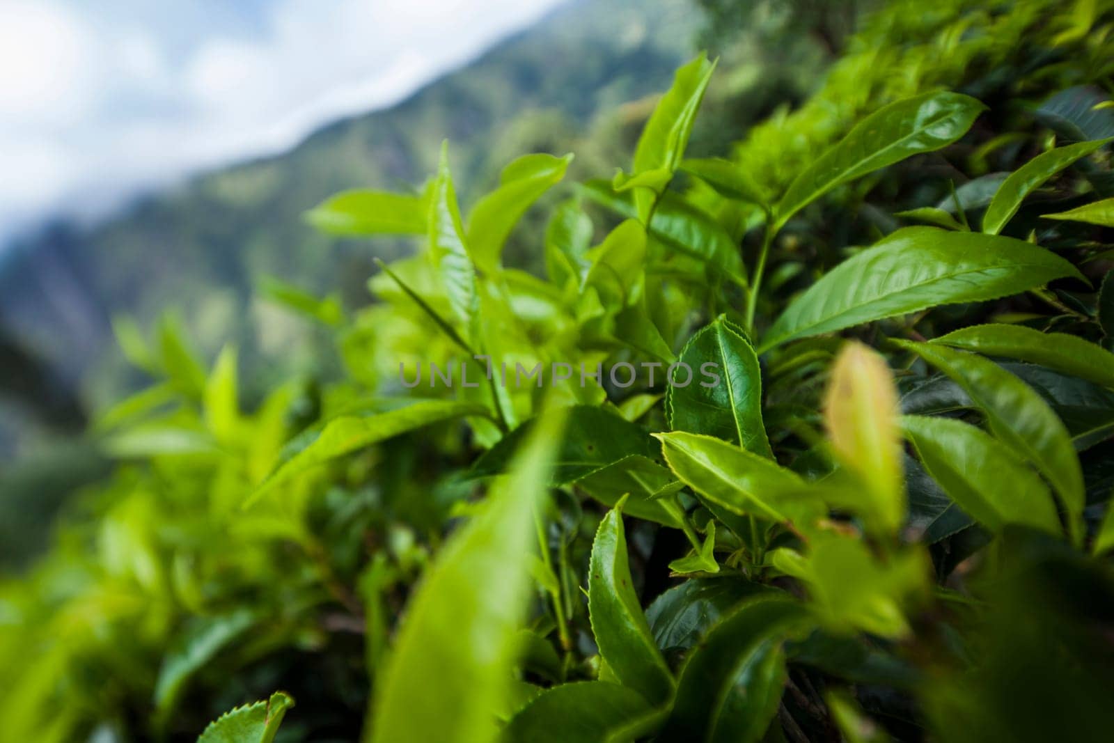 Fresh green tea plantation at Sri lanka