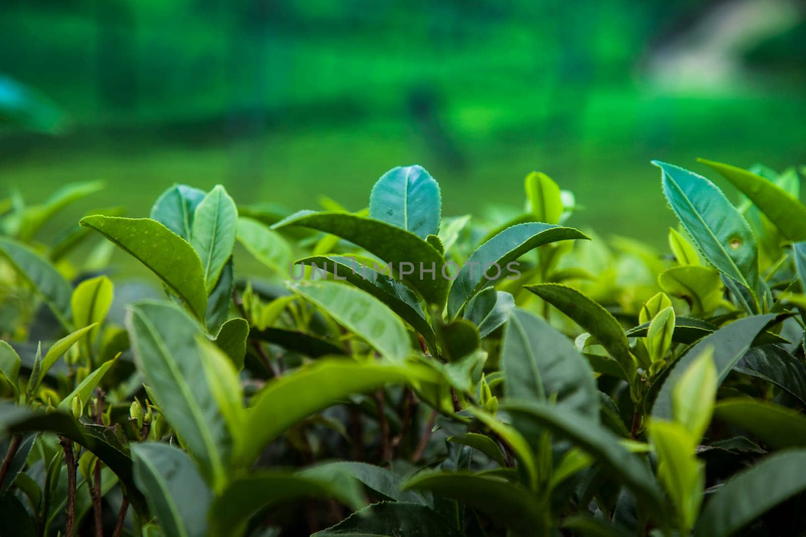 Close up of fresh tea leaves