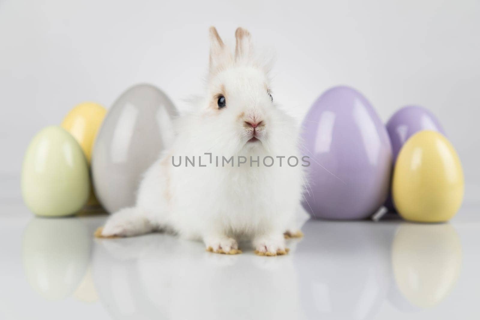 Rabbit, Bunny and easter eggs