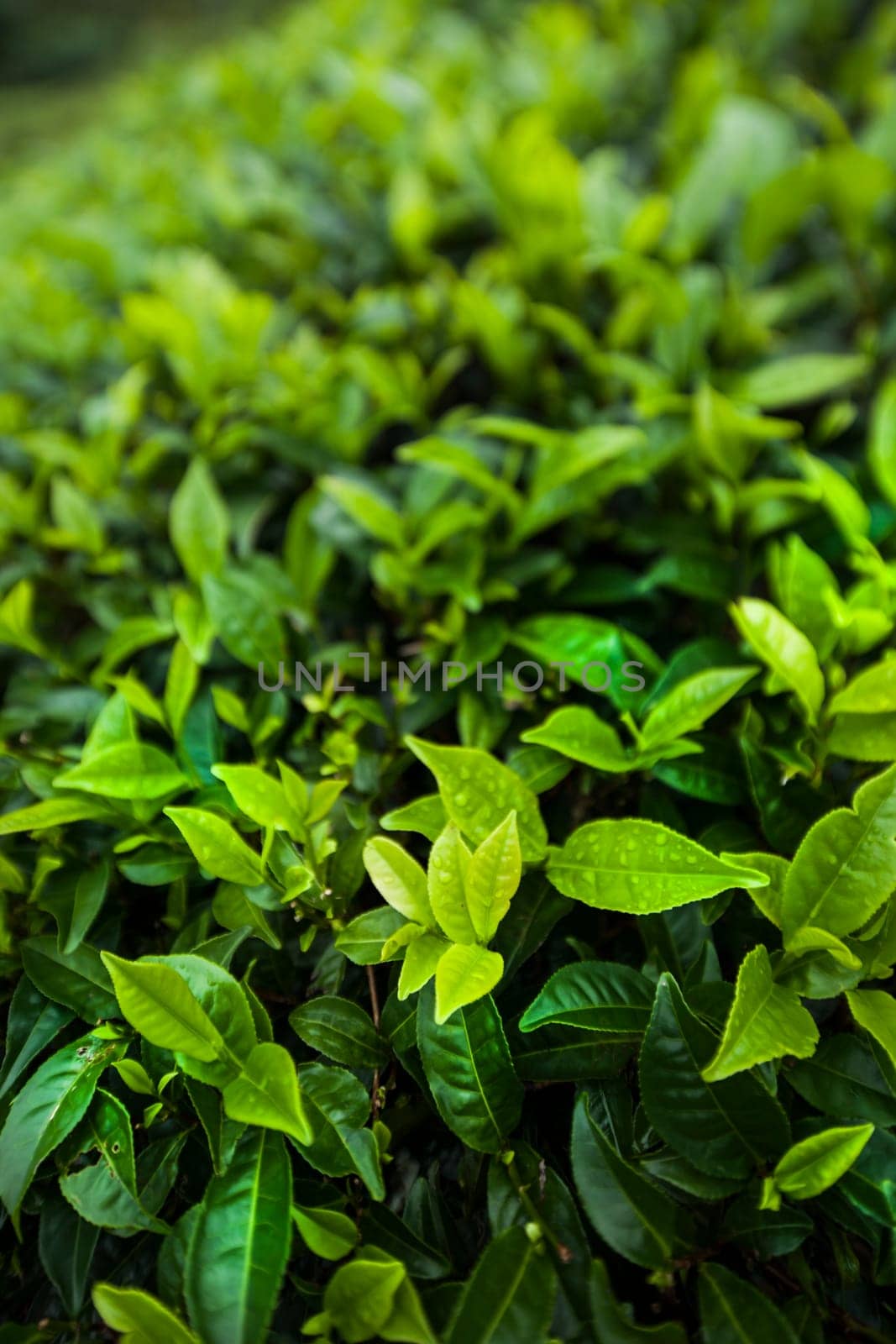 Field of green tea plantation