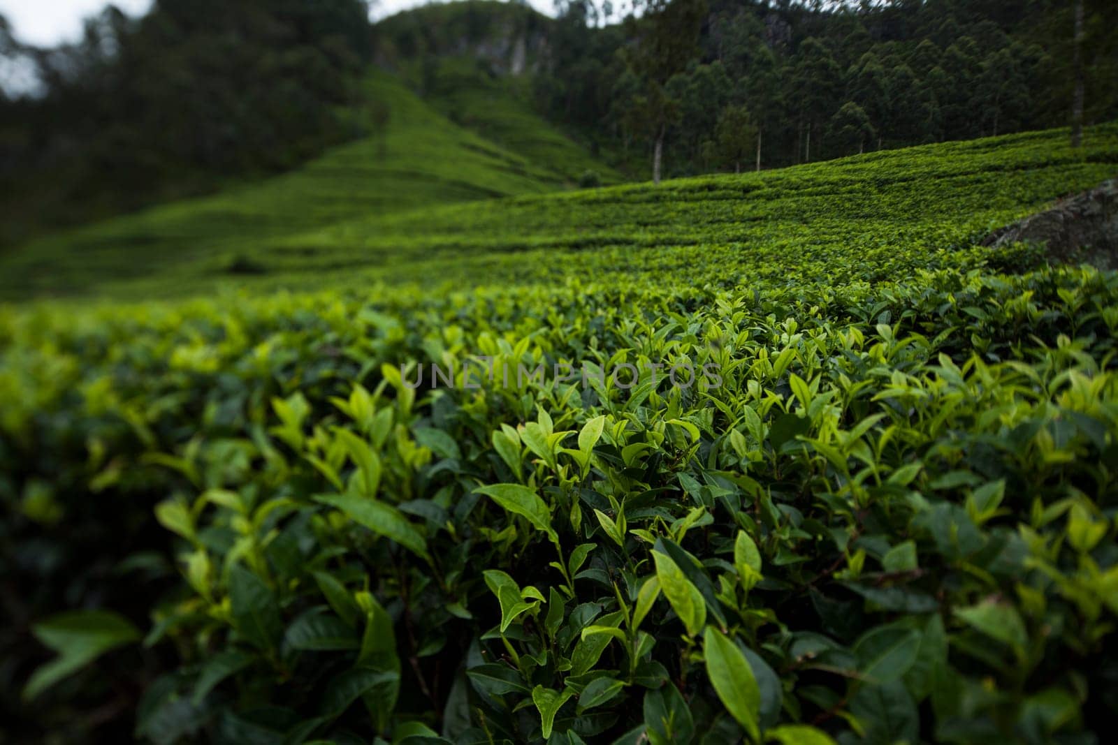 Field of green tea plantation