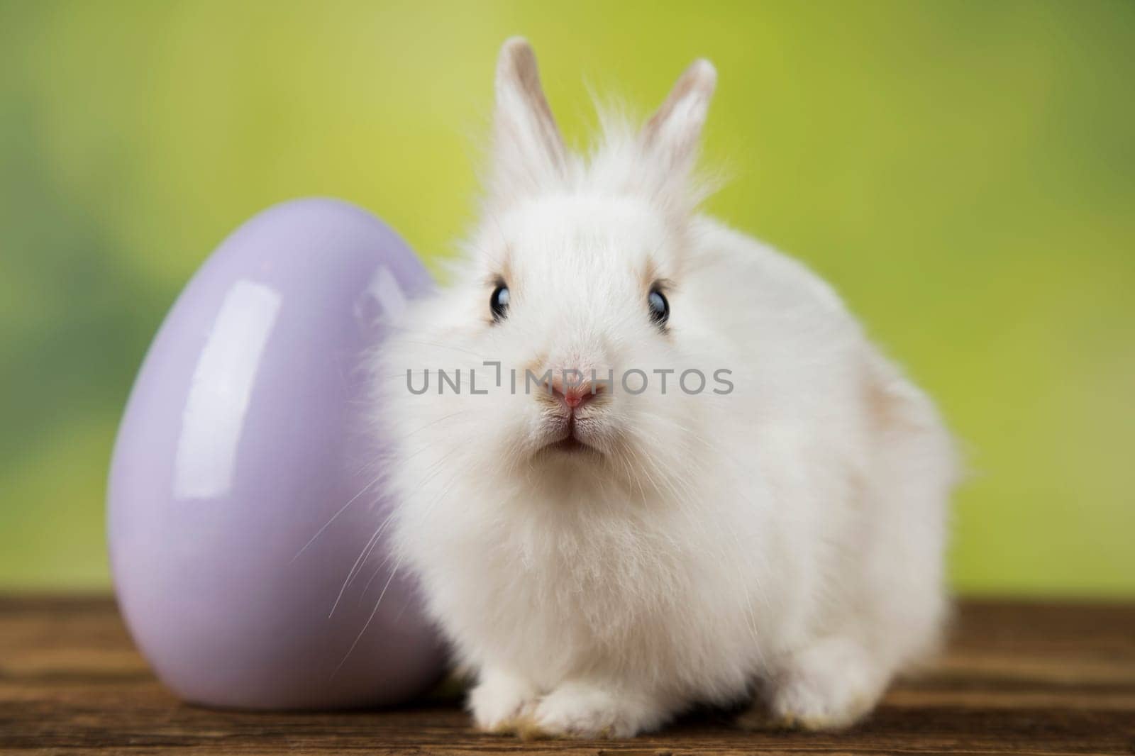 Eggs,Spring baby bunny, happy easter background