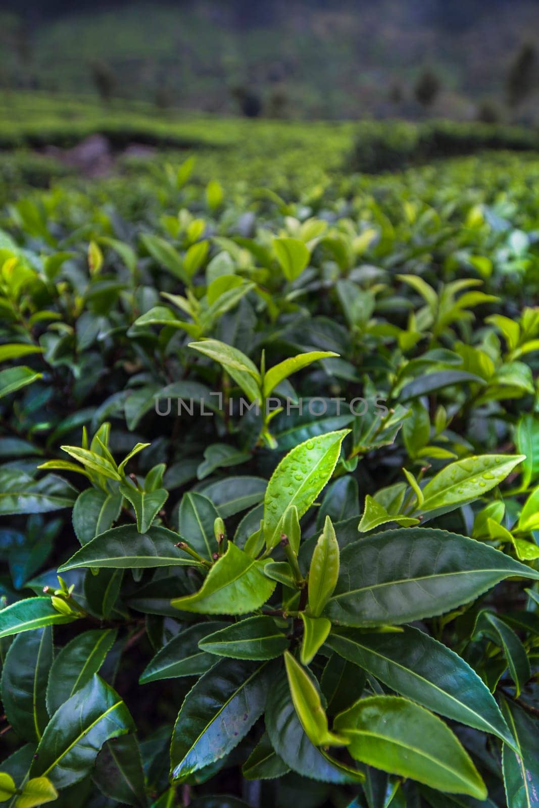 Field of green tea plantation