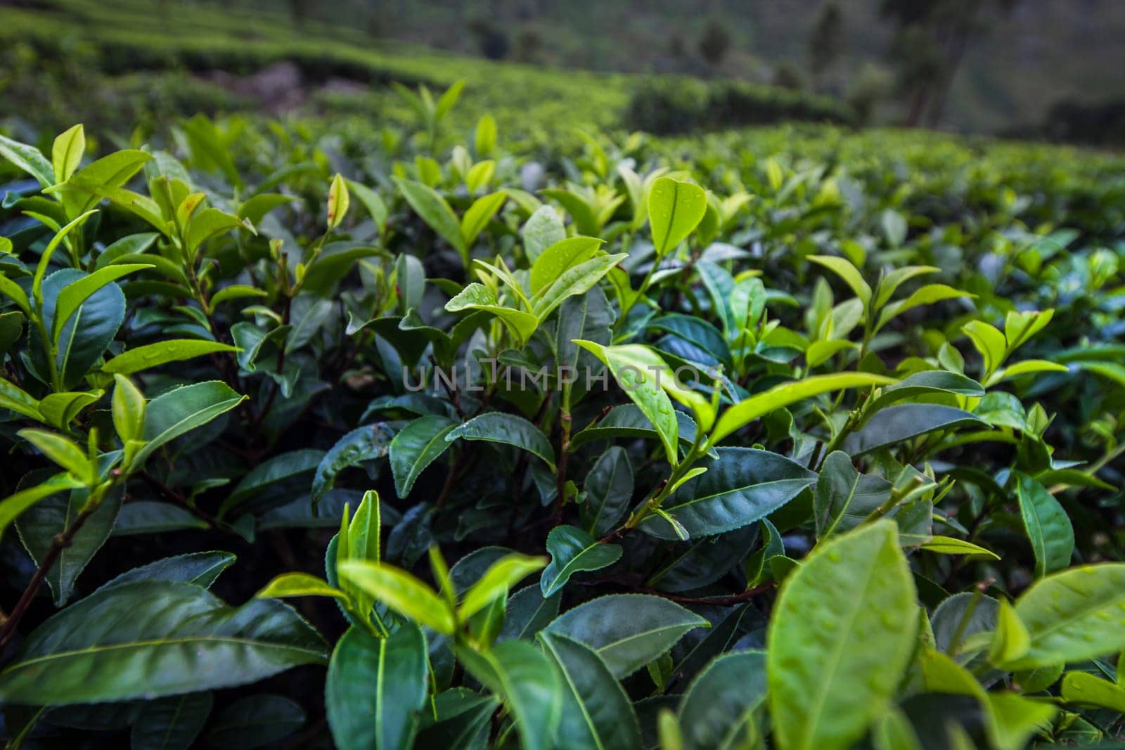 Close up of fresh tea leaves