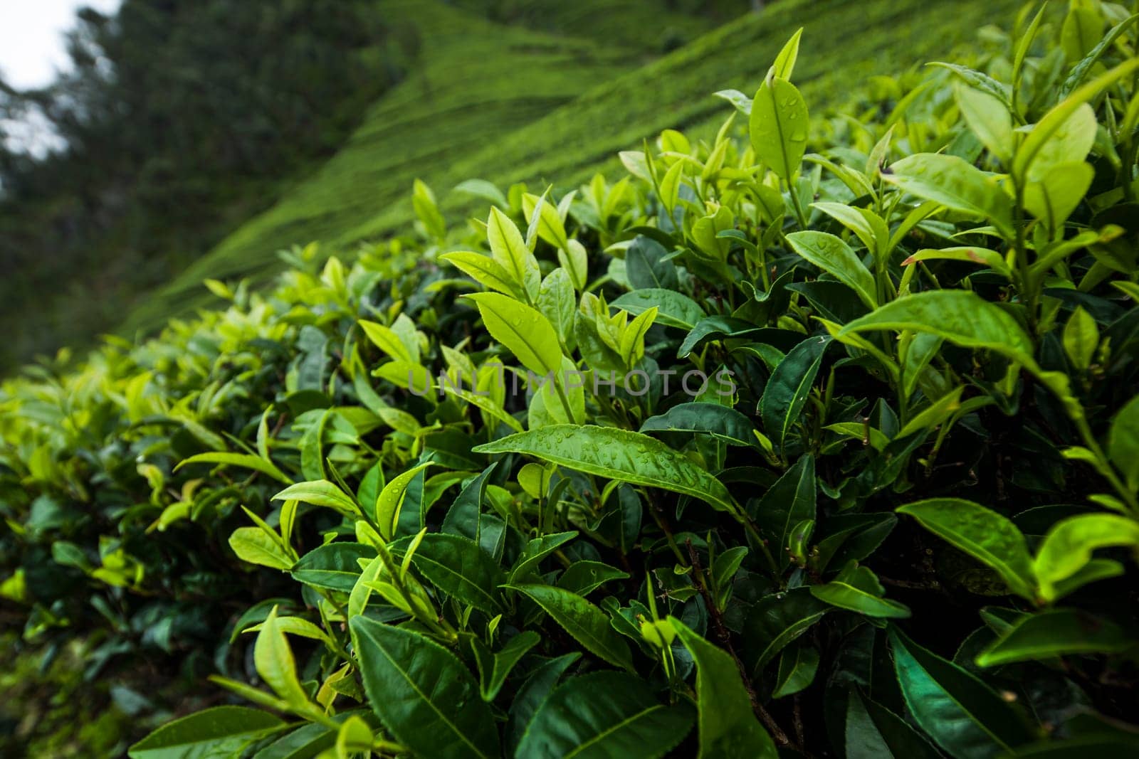 Field of green tea plantation
