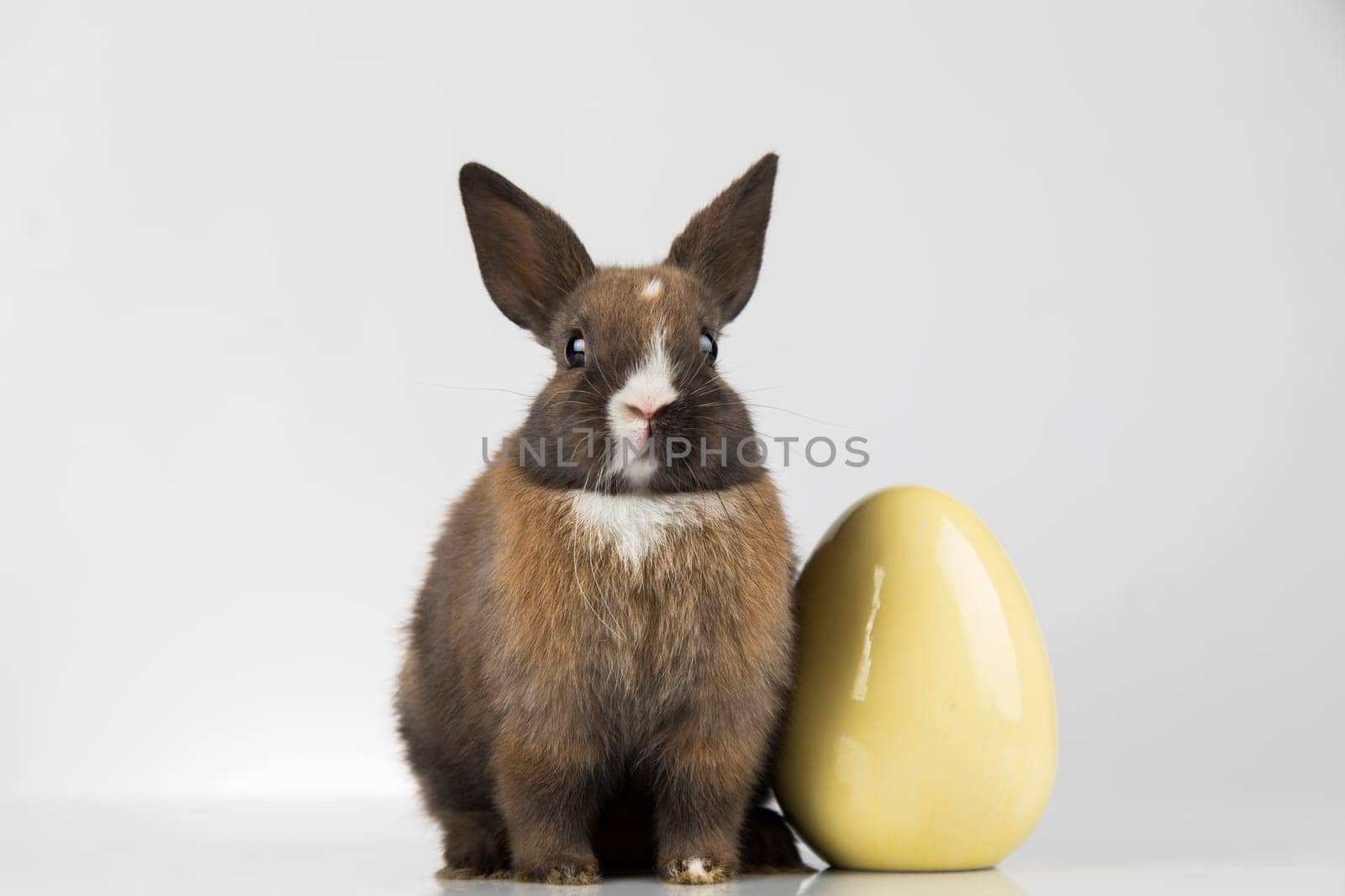 Eggs,Animal Baby bunny, happy easter background