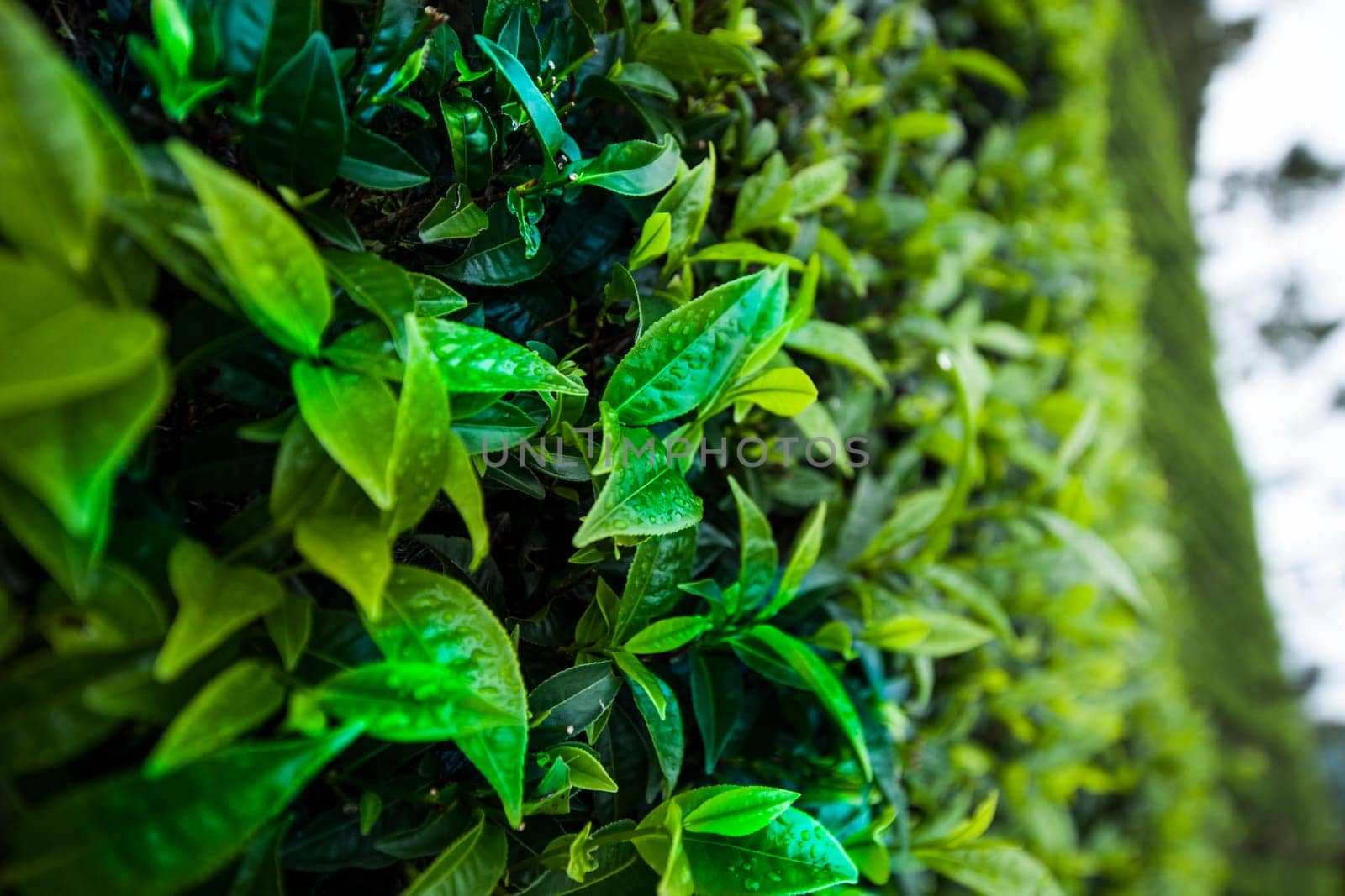 Field tea asia, sri lanka