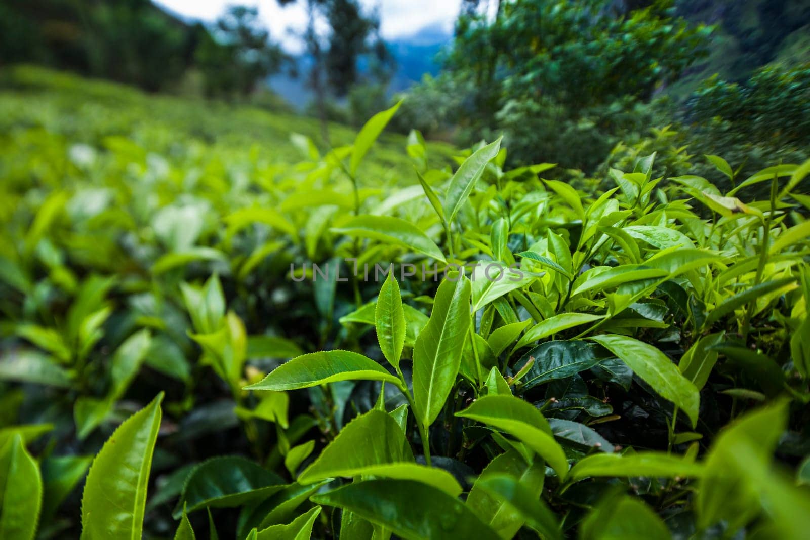 Sri lanka, Asia, Beautiful fresh green tea plantation