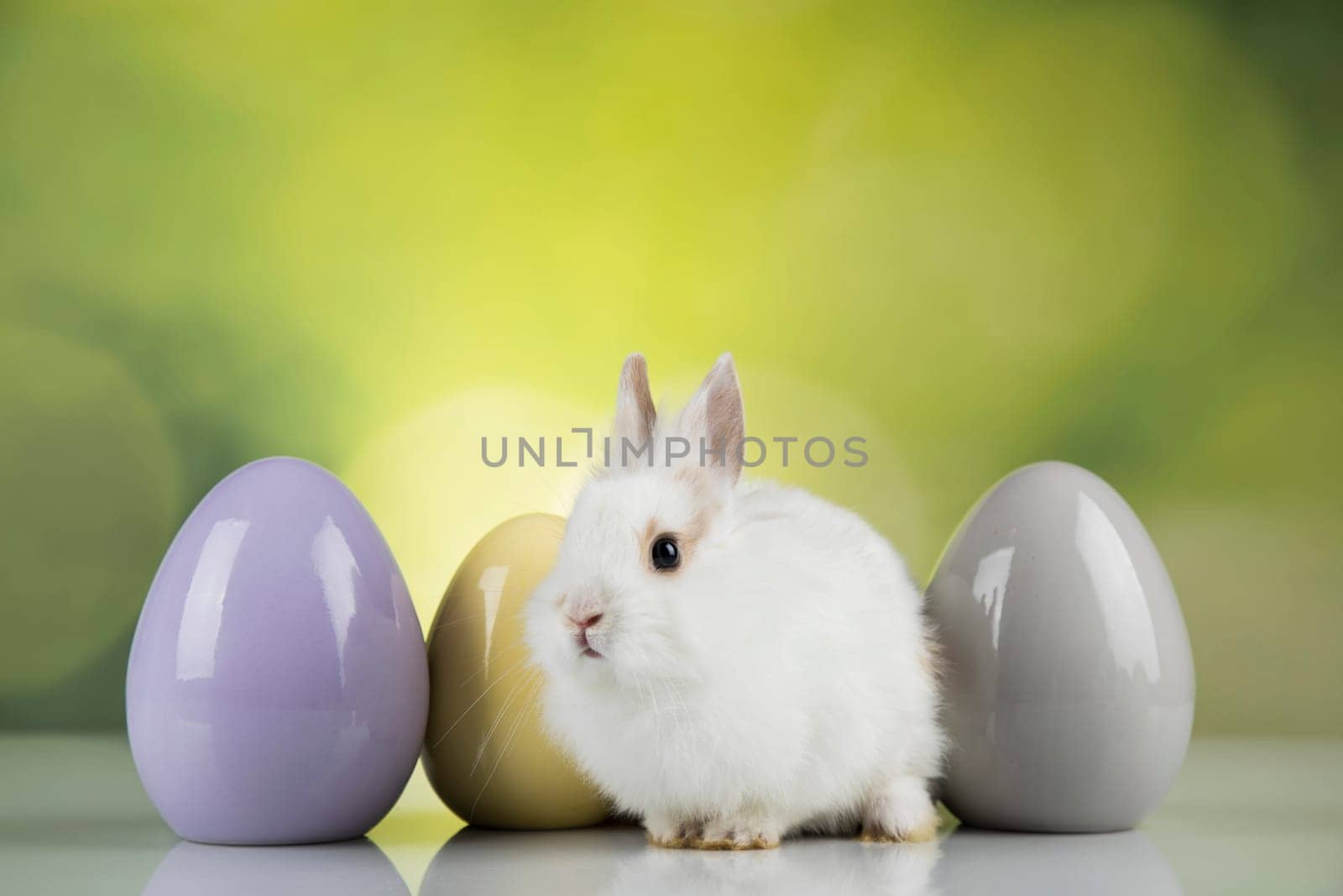 Rabbit, Bunny and easter eggs