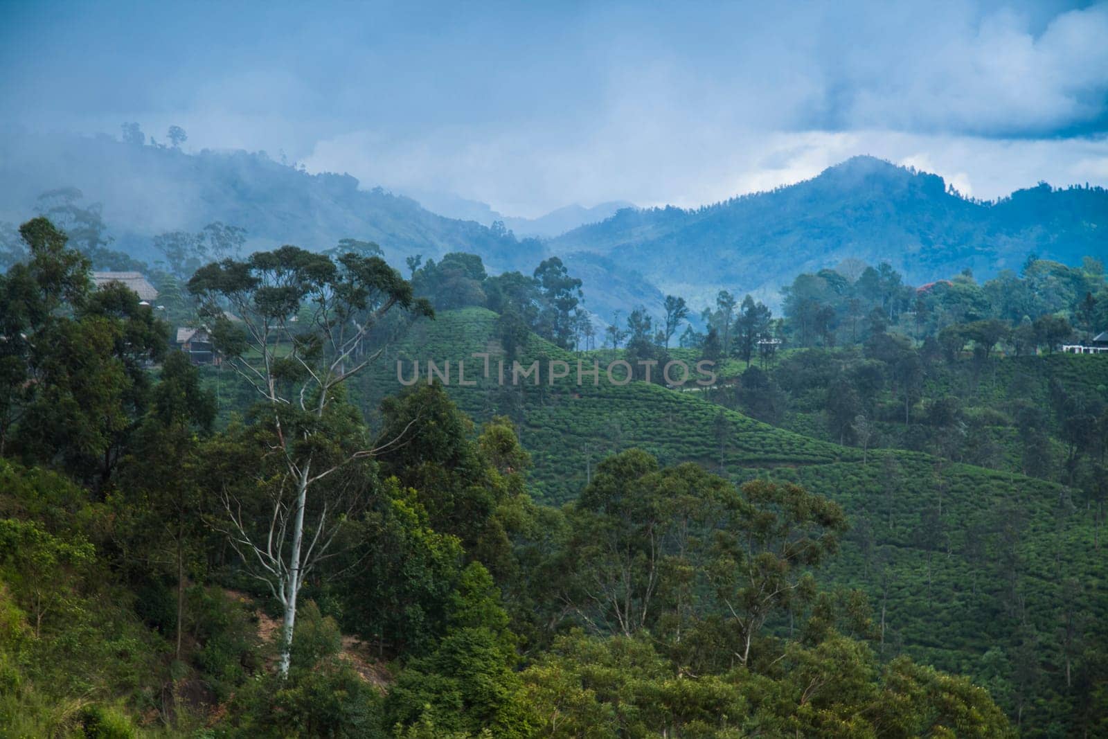 Fresh green tea plantation at Sri lanka